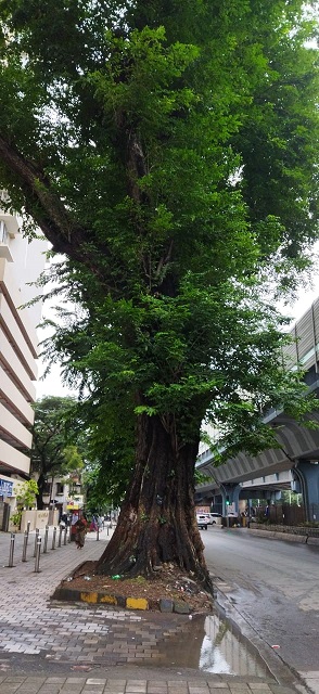 heritage tree